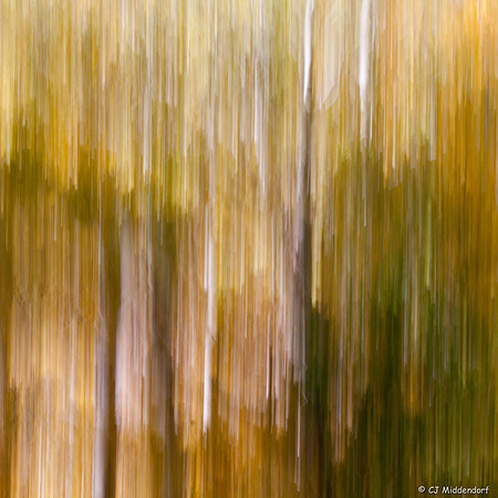 _MG_0239