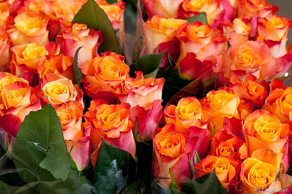 Amsterdam Flower Market