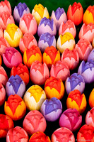 Wooden Tulips